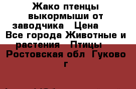 Жако птенцы выкормыши от заводчика › Цена ­ 1 - Все города Животные и растения » Птицы   . Ростовская обл.,Гуково г.